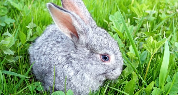 can you give a baby rabbit a bath