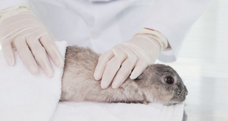 how to bathe a bunny