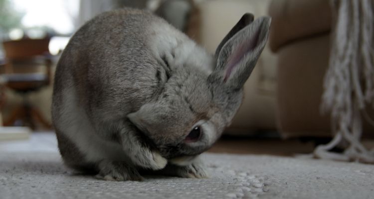 how to clean rabbits feet