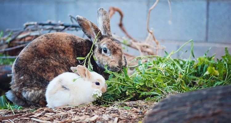 can rabbits recover from gi stasis