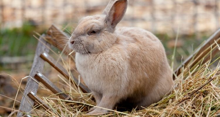 gi stasis for rabbits