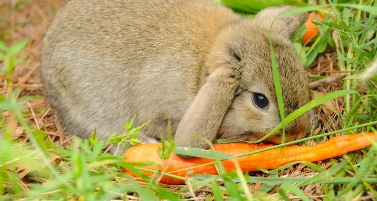 What foods can rabbits eat list