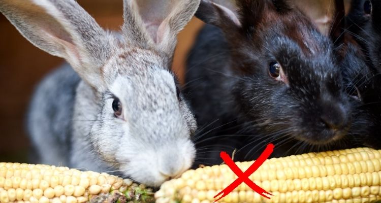 what food can rabbits not eat