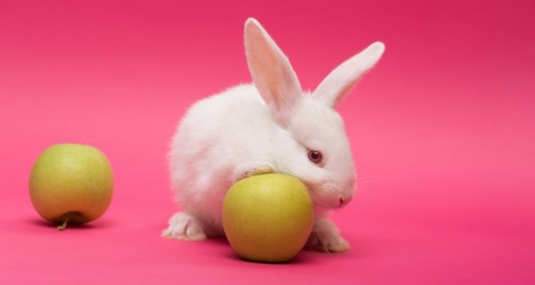 what human food can rabbits eat