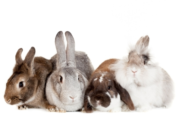 best rabbit breeds for pets