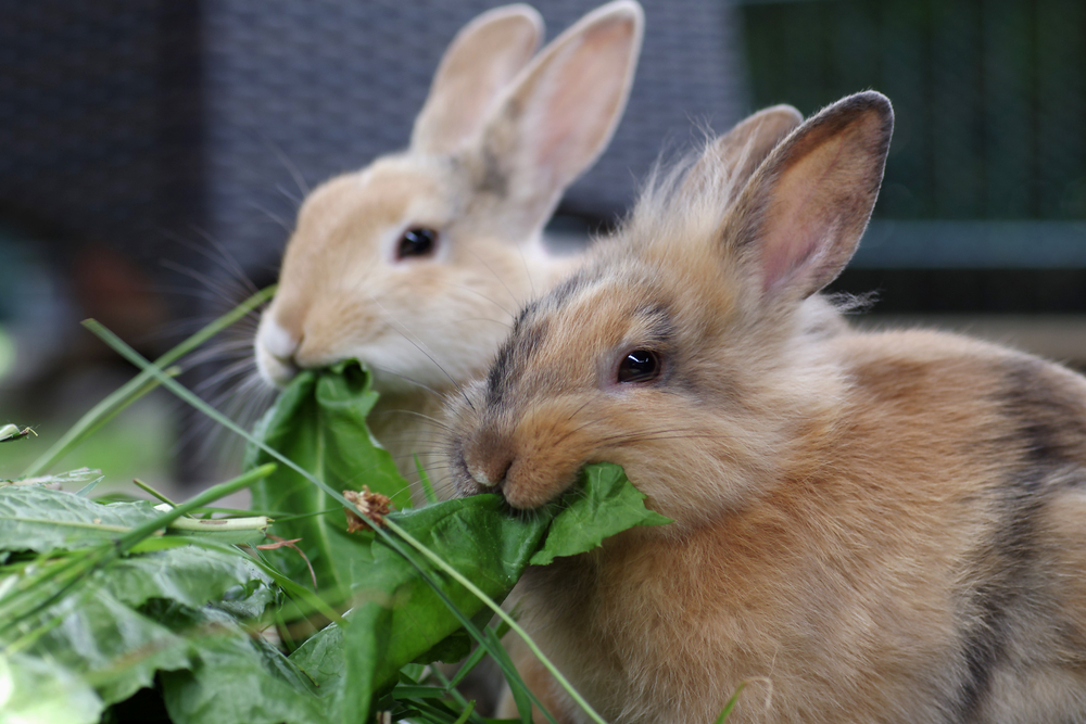 Can Rabbits Eat Arugula? A Feeding Guide for Bunnies