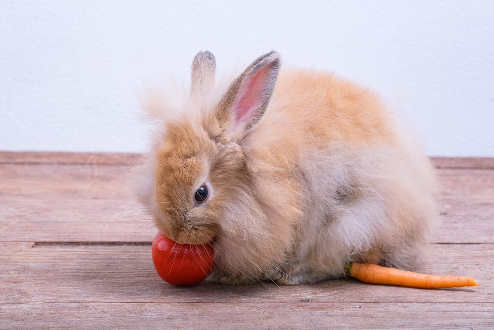 can rabbits eat tomato leaves