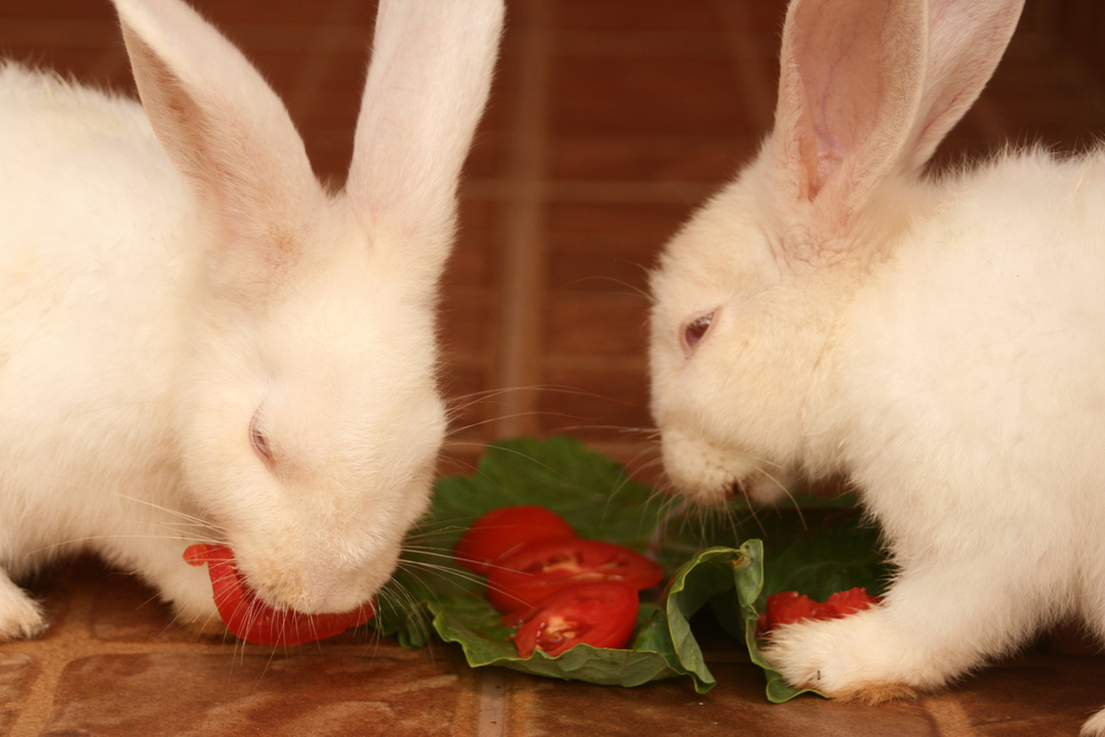 can rabbits eat tomatoes