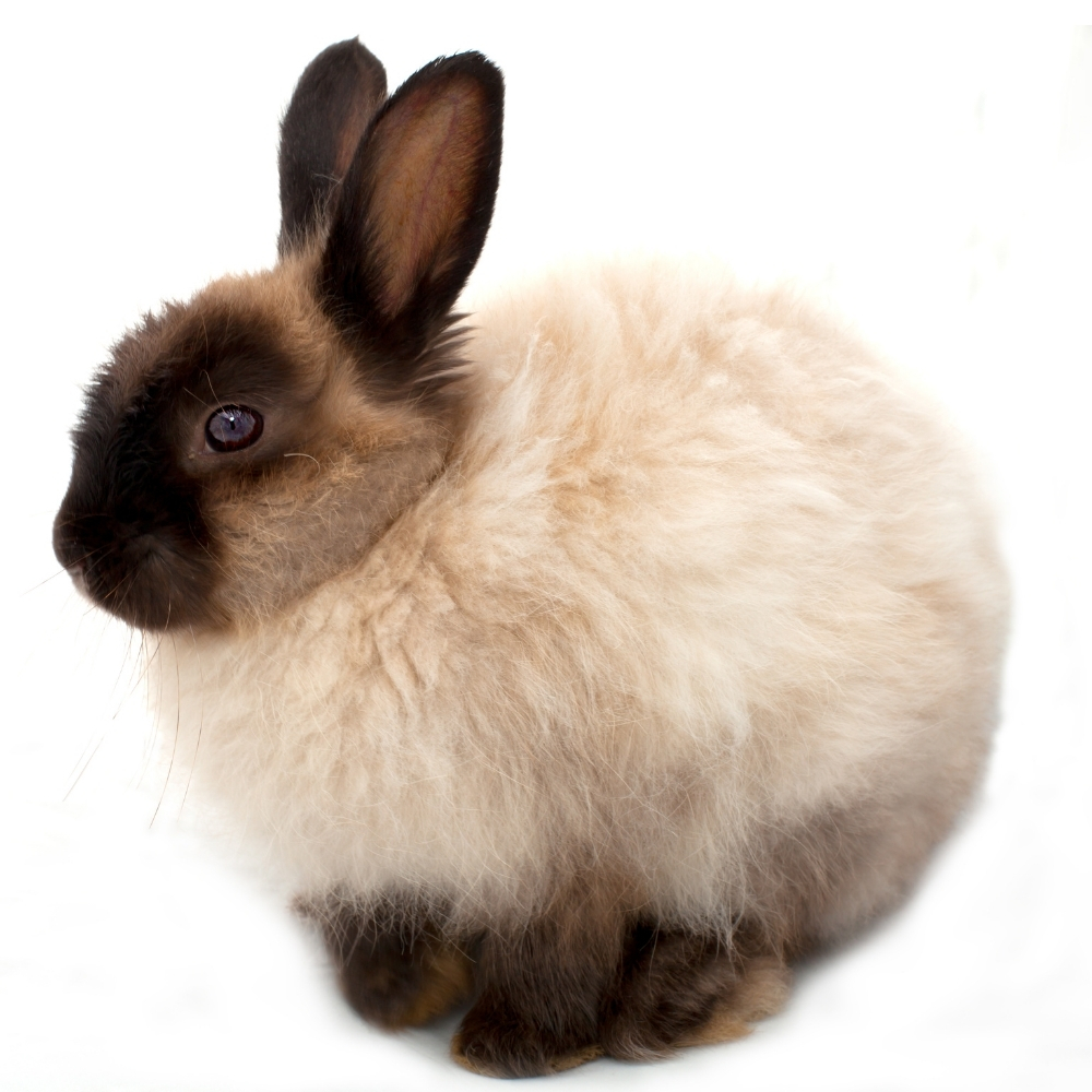 Indoor Outdoor and Rabbit Hutch Plans for Your Pet Bunny