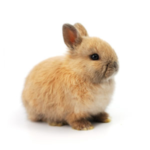 netherland dwarf rabbit hutch