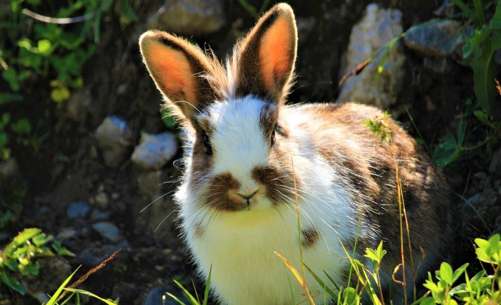 Can Pet Rabbits Live Outside? Tips for Winter and the Heat