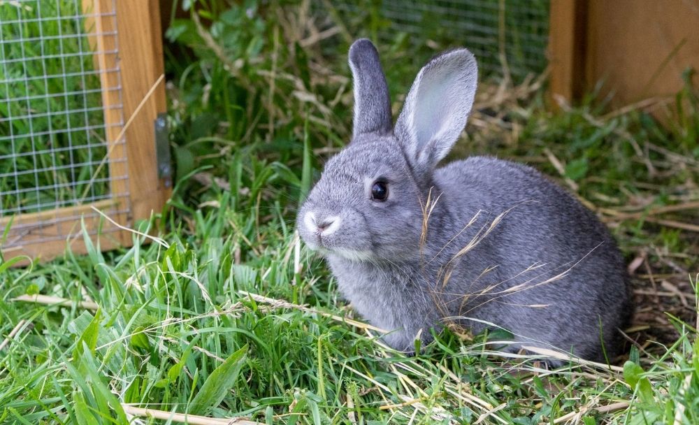 Can Pet Rabbits Live Outside? Tips for Winter and the Heat