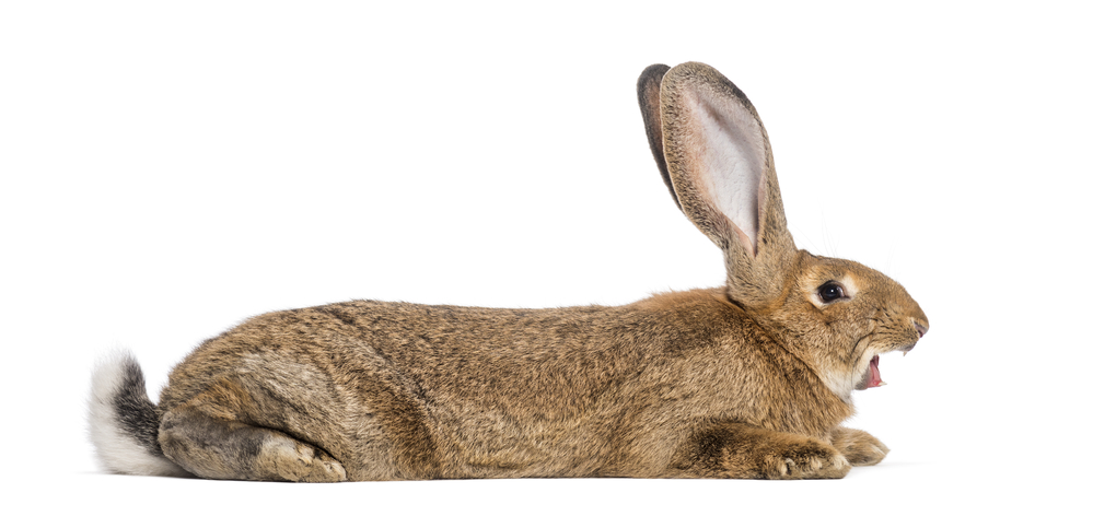 flemish giant rabbit yawning