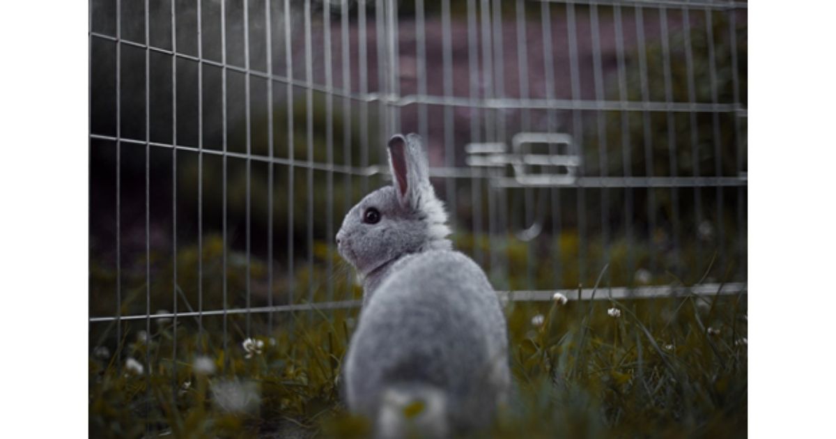 outdoor rabbit run
