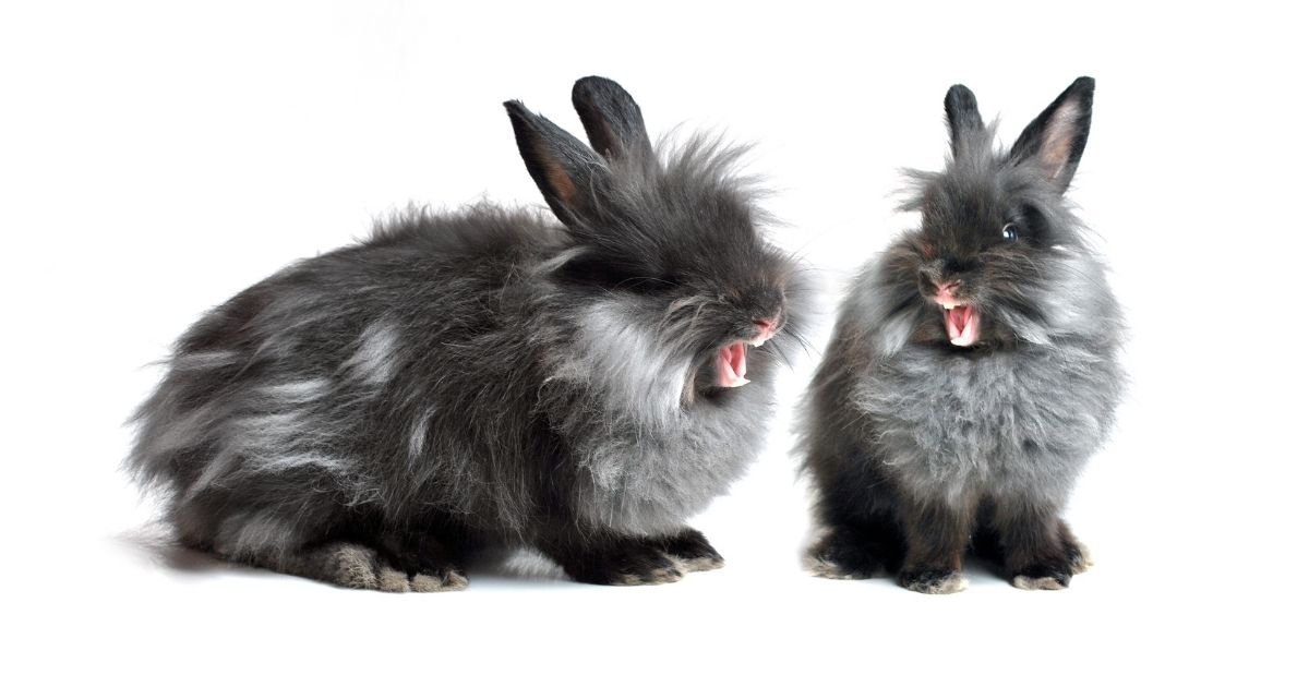 rabbit yawning