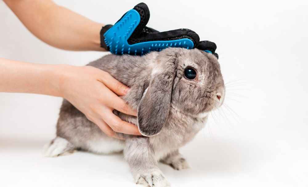 do rabbits need to be groomed