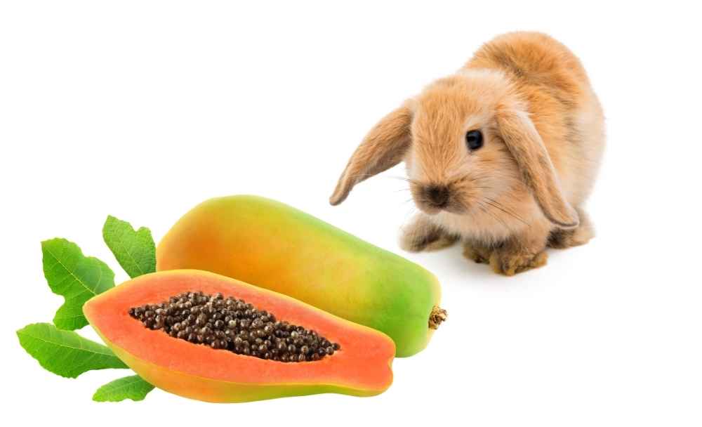 papaya treats for rabbits