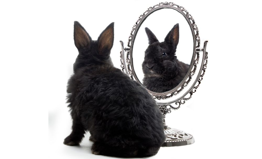 rabbit over grooming