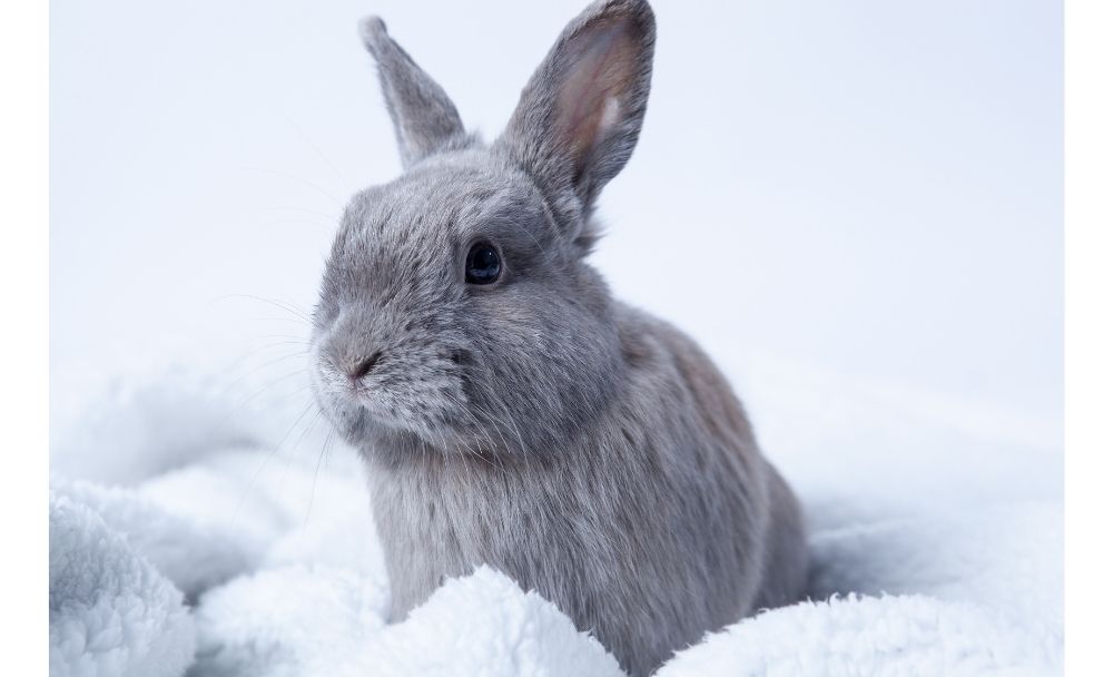 blankets for rabbits