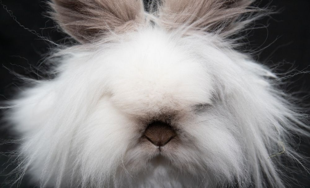 how to groom a lionhead bunny