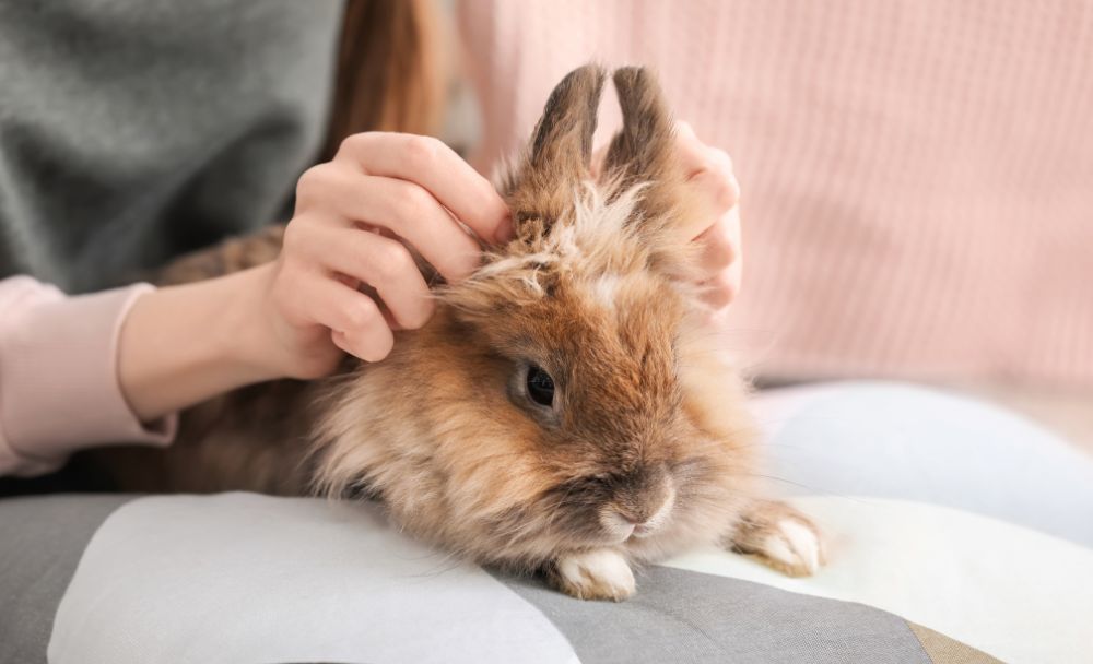 rabbits as emotional support animals