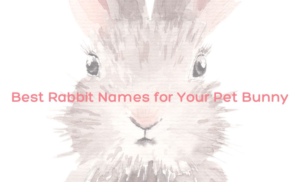 best rabbit names