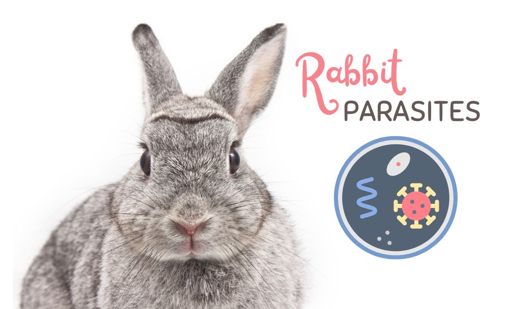 rabbit parasites