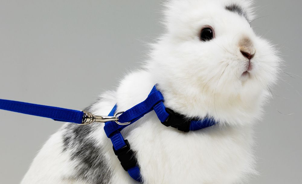 best harness for rabbits
